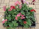 Pelargonium Peltatum
